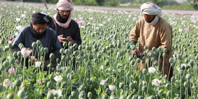 Workers tend a poppy field in Afghanistan.