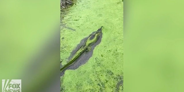 The alligator in Austwell, Texas, is shown on his stealthy, watery path.