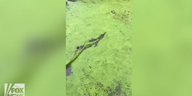 The alligator is now nearly invisible as it glides along.
