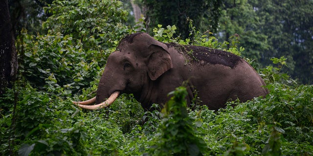 A male Asian elephant, like the one picutred above, reportedly attacked its handler in southern Thailand.