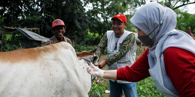 A cow at a cattle farm in Tangerang, Banten province, Indonesia, gets vaccinated against hand, foot and mouth disease as the virus spreads throughout the country. Photo taken on July 28, 2022. 