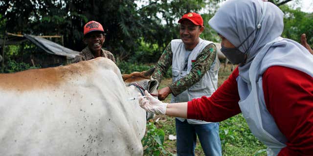A cow at a cattle farm in Tangerang, Banten province, Indonesia, gets vaccinated against hand, foot and mouth disease as the virus spreads throughout the country. Photo taken on July 28, 2022.