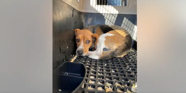 Homeward Trails, a Virginia-based animal shelter, rescued beagles from the Envigo breeding facility.
