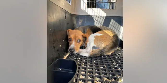Homeward Trails, a Virginia-based animal shelter, rescued beagles from the Envigo breeding facility.