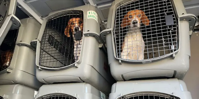 La Sociedad Protectora de Animales de los Estados Unidos trabajó con el Departamento de Justicia y socios de bienestar animal, incluido Homeward Trails, para encontrar nuevos hogares para los beagles rescatados.
