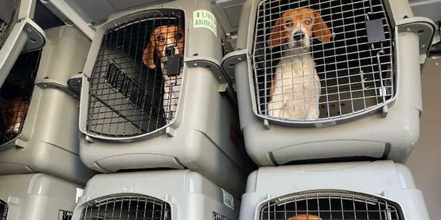 La Sociedad Protectora de Animales de los Estados Unidos trabajó con el Departamento de Justicia y socios de bienestar animal, incluido Homeward Trails, para encontrar nuevos hogares para los beagles rescatados.