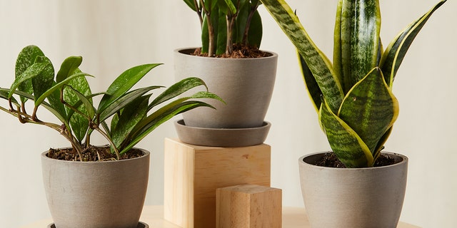 Plants can function as great, easy greenery for a dorm room.