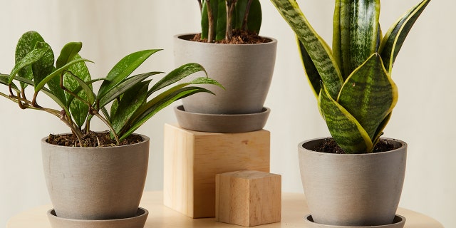 Plants can function as great, easy greenery for a dorm room.