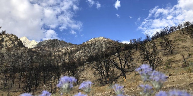 One year after devastating wildfires ravaged California, new vegatation is seen growing amongst the charred remains of a mountainside in Lone Pine, California, on July 27, 2022.