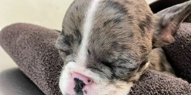 The young French Bulldog puppy was initially found unresponsive in the dumpster.