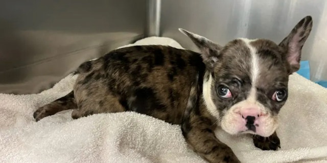 The suspect who abandoned the animal has been charged with felony animal cruelty.