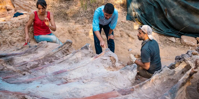 Portuguese and Spanish researchers are uncovering the skeleton of an 82-foot long dinosaur that a man found in his back yard. 