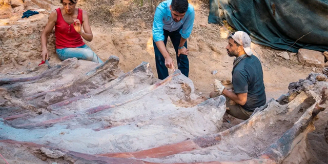 Portuguese and Spanish researchers are uncovering the skeleton of an 82-foot long dinosaur that a man found in his back yard.
