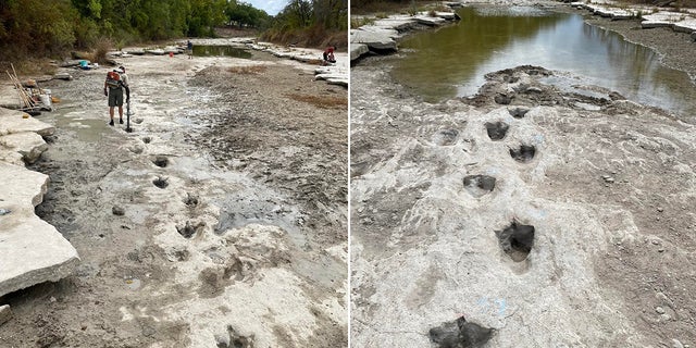 The tracks were uncovered in the Paluxy River at Dinosaur Valley State Park as its water level receded due to extreme drought conditions.