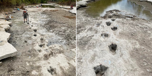 The tracks were uncovered in the Paluxy River at Dinosaur Valley State Park as its water level receded due to extreme drought conditions.