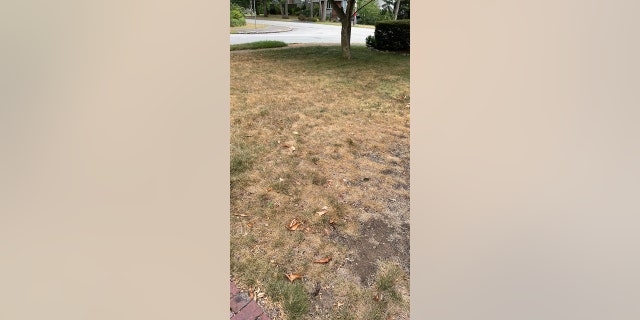 Yards and gardens are drying out due to severe drought in Massachusetts. One such yard in the greater Boston area is shown here.