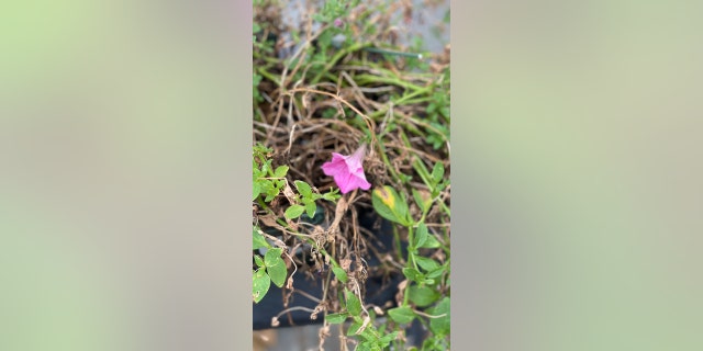 Gardens are suffering in a severe Massachusetts drought, as some homeowners are told not to water their yards or gardens at all.