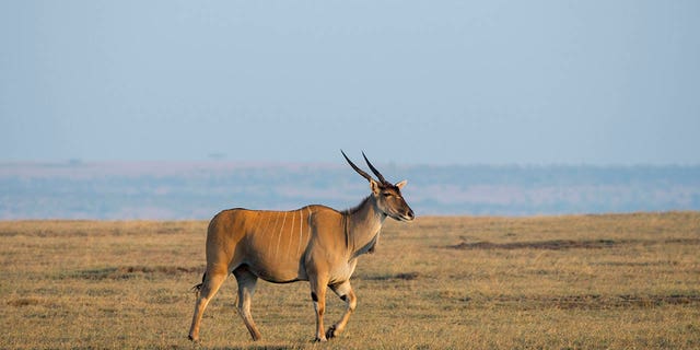 Un eland comune, <i></noscript>Taurotragus oryx</i>is the largest antelope in the world and is found in the savannah and plains of eastern and southern Africa. “/></source></source></source></source></picture></div>
<div class=