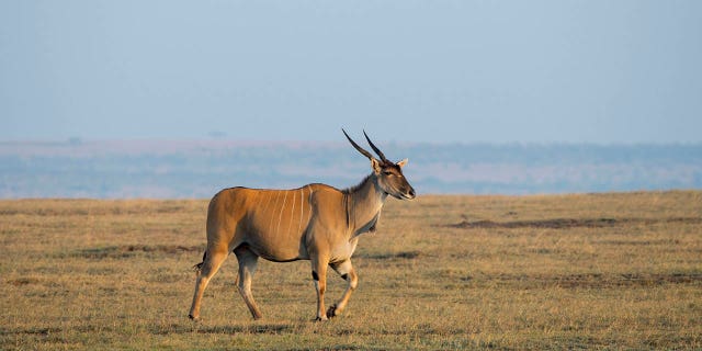Un eland comĂș, <i>Taurotragus oryx</i>is the largest antelope in the world and is found in the savannah and plains of eastern and southern Africa.”/></source></source></source></source></picture></div>
<div class=