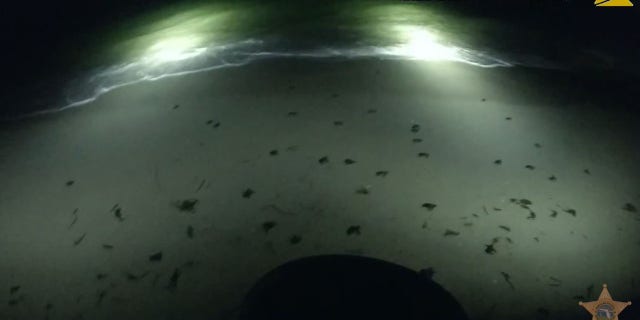 Pinellas County Sheriff's deputies assisted dozens of sea turtle hatchlings early Tuesday.