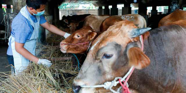 A marine and agricultural food security officer examines cattle in Tanjung Priok, North Jakarta, Indonesia on June 24, 2022.