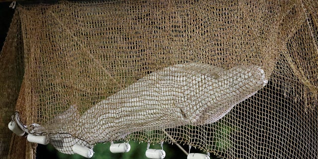 Firefighters and members of a search and rescue team pull up a net as they rescue a Beluga whale which strayed into the France's Seine river, near the Notre-Dame-de-la-Garenne lock in Saint-Pierre-la-Garenne, France.