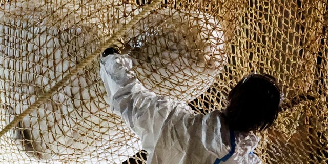 Rescue workers help a beluga whale as it is pulled from the Seine River.