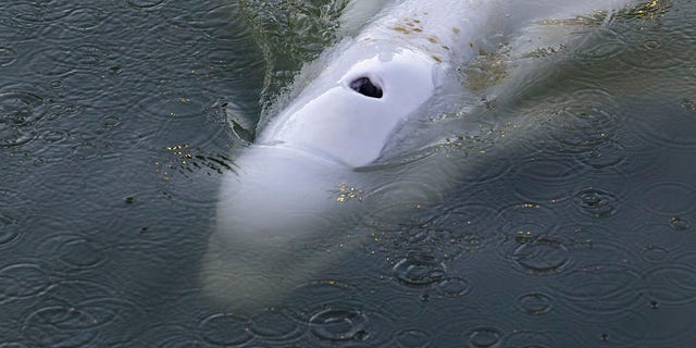 In this image, taken Saturday by environmental group Sea Shepherd, shows a Beluga whale in the Seine river in Notre Dame de la Garenne, west of Paris.