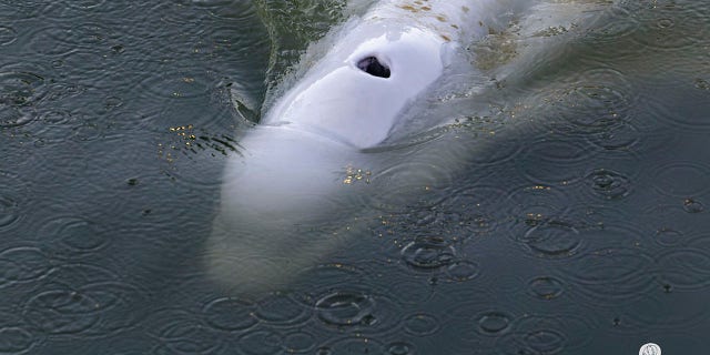 In this image, taken Saturday by environmental group Sea Shepherd, shows a Beluga whale in the Seine river in Notre Dame de la Garenne, west of Paris.