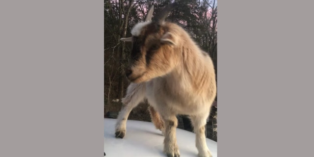 Goats were found on top of and inside the Alabama deputy's vehicle.