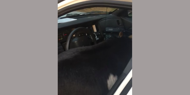 A goat was found munching on the deputy's paperwork after he left his car door open.
