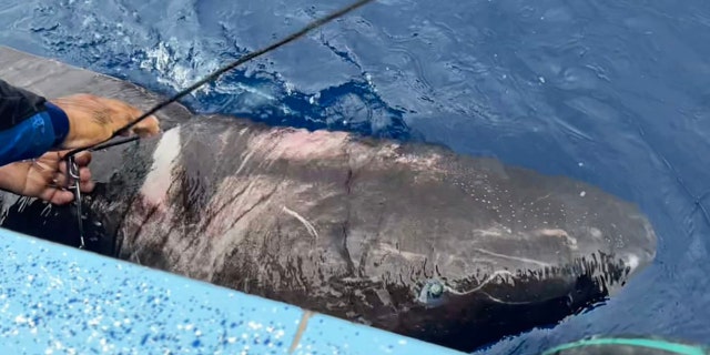 This Greenland shark was found off the coast of Belize — a rare location for the cold-water shark.