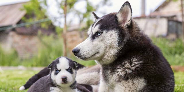 Siberian Husky puppies play with their dog mom outdoors in a park.