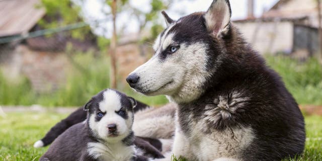 National Dog Day 2022: 10 fun facts about our furry friends Most female dogs deliver puppies after nine weeks.