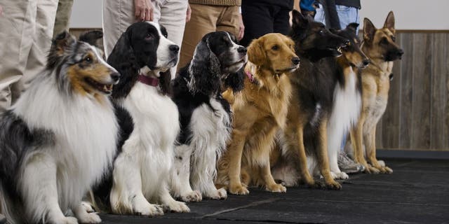 Hundreds of dog breeds are recognized by various kennel clubs.