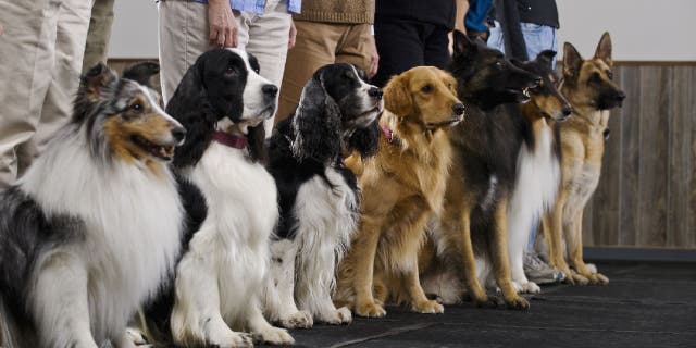 National Dog Day 2022: 10 fun facts about our furry friends Hundreds of dog breeds are recognized by various kennel clubs.