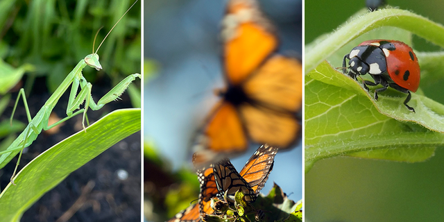 A praying mantis at left in New York's Lower Hudson Valley, July 2022; monarch butterflies fly near Oyamel trees at the Sierra Chincua Butterfly Sanctuary near Angangueo in Michoacan, Mexico, Jan. 2015; and a ladybug crawls on a plant in Brandenburg, Germany, June 2021.