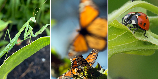 A praying mantis at left in New York's Lower Hudson Valley, July 2022; monarch butterflies fly near Oyamel trees at the Sierra Chincua Butterfly Sanctuary near Angangueo in Michoacan, Mexico, Jan. 2015; and a ladybug crawls on a plant in Brandenburg, Germany, June 2021.
