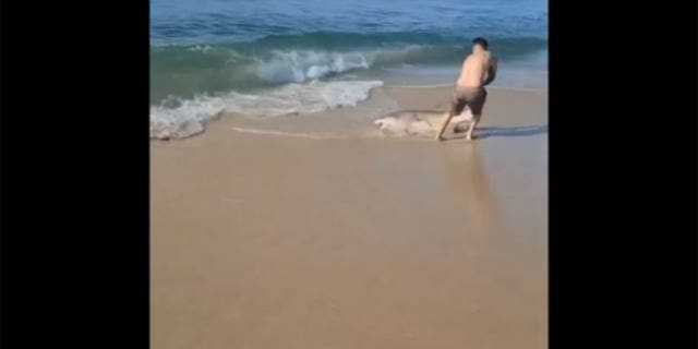 Viral video captures man pulling shark off Long Island, at Smith Point County Park in Shirley, New York.