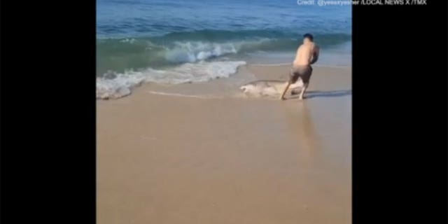 Viral video captures man pulling shark off Long Island, at Smith Point County Park in Shirley, New York.