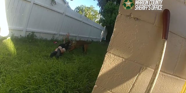 K-9 Jax catches the suspect during a foot chase in Ocala, Florida, last month.