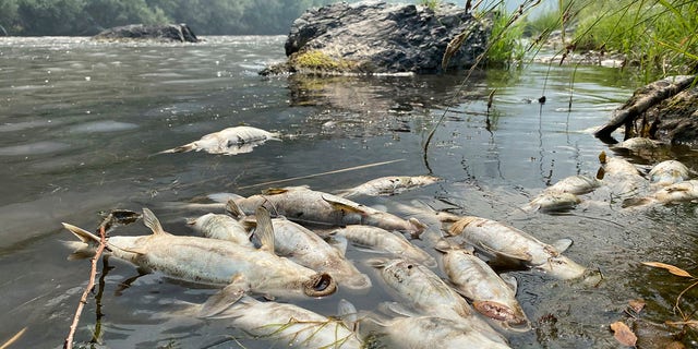 قبیله کاروک می‌گوید آتش سوزی مک‌کینی در این منطقه ده‌ها هزار ماهی را به دلیل جریان زباله‌هایی که باعث کاهش شدید سطح اکسیژن در رودخانه می‌شد، کشته است.