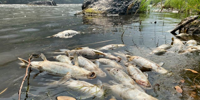 The Karuk Tribe says the McKinney Fire burning in the area killed tens of thousands of fish because of a debris flow that made oxygen levels in the river plummet.
