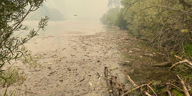 در این عکس ارائه شده توسط اداره منابع طبیعی قبیله Karuk ماهی های مرده ای هستند که در امتداد 20 مایلی رودخانه کلامات در شمال کالیفرنیا بین ایندیان کریک و سیاد کریک در روز شنبه در نزدیکی کمپ هپی، کالیفرنیا پیدا شده اند.