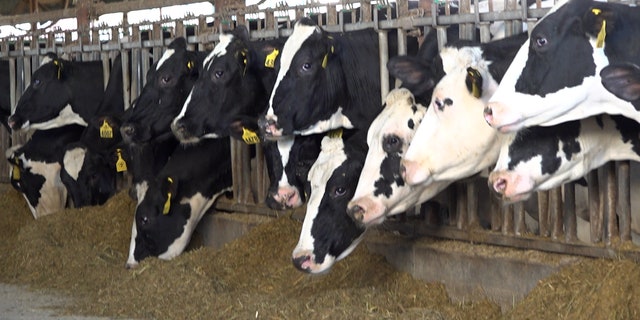 Nash Farms est une ferme laitière de quatrième génération située dans le Tennessee