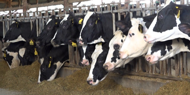 Nash Farms is a fourth generation dairy farm located in Tennessee