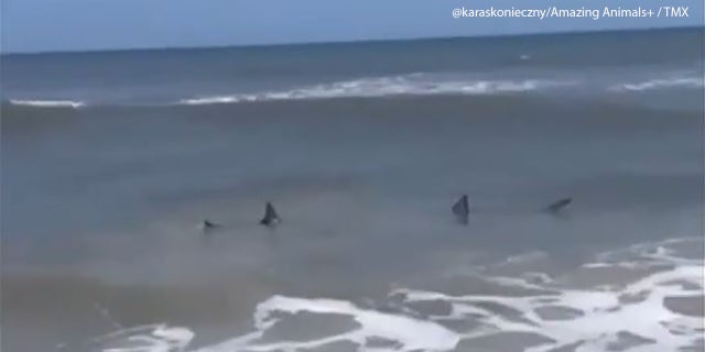 Sharks were spotted over the weekend in the shallow waters off Neptune Beach, Florida.