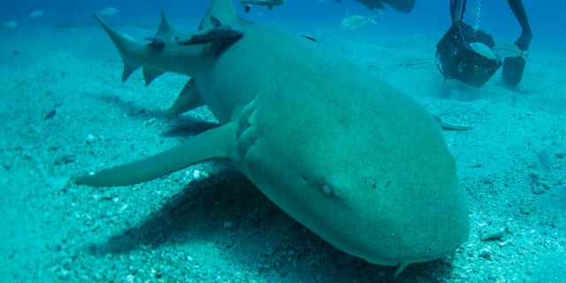 Nurse sharks are slow-moving bottom dwellers that can grow up to 14 feet in length. Their jaws are filled with thousands of tiny, serrated teeth.