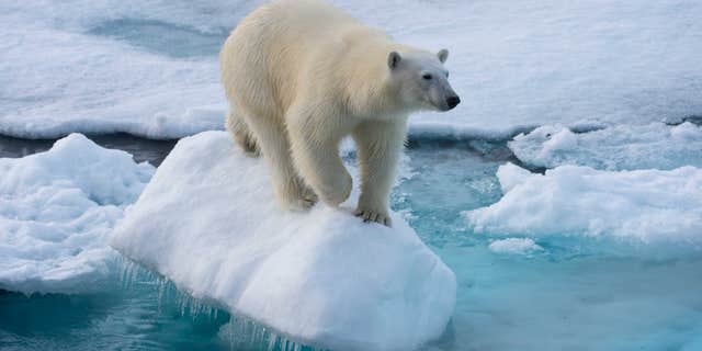 A polar bear roams the Arctic in Svalbard, Norway, where a French woman was attacked on Monday morning. Photo taken on July 20, 2015.