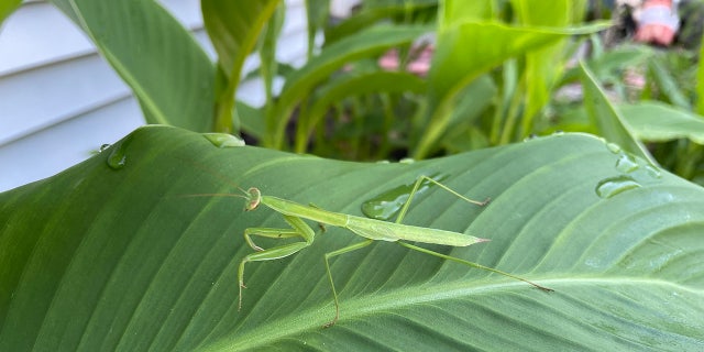 A praying mantis spotted in New York's Lower Hudson Valley in July 2022.